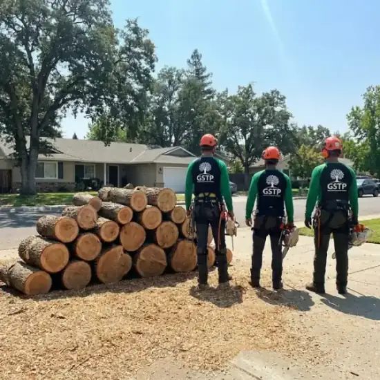Freshly cut oak logs from a Los Angeles tree removal
